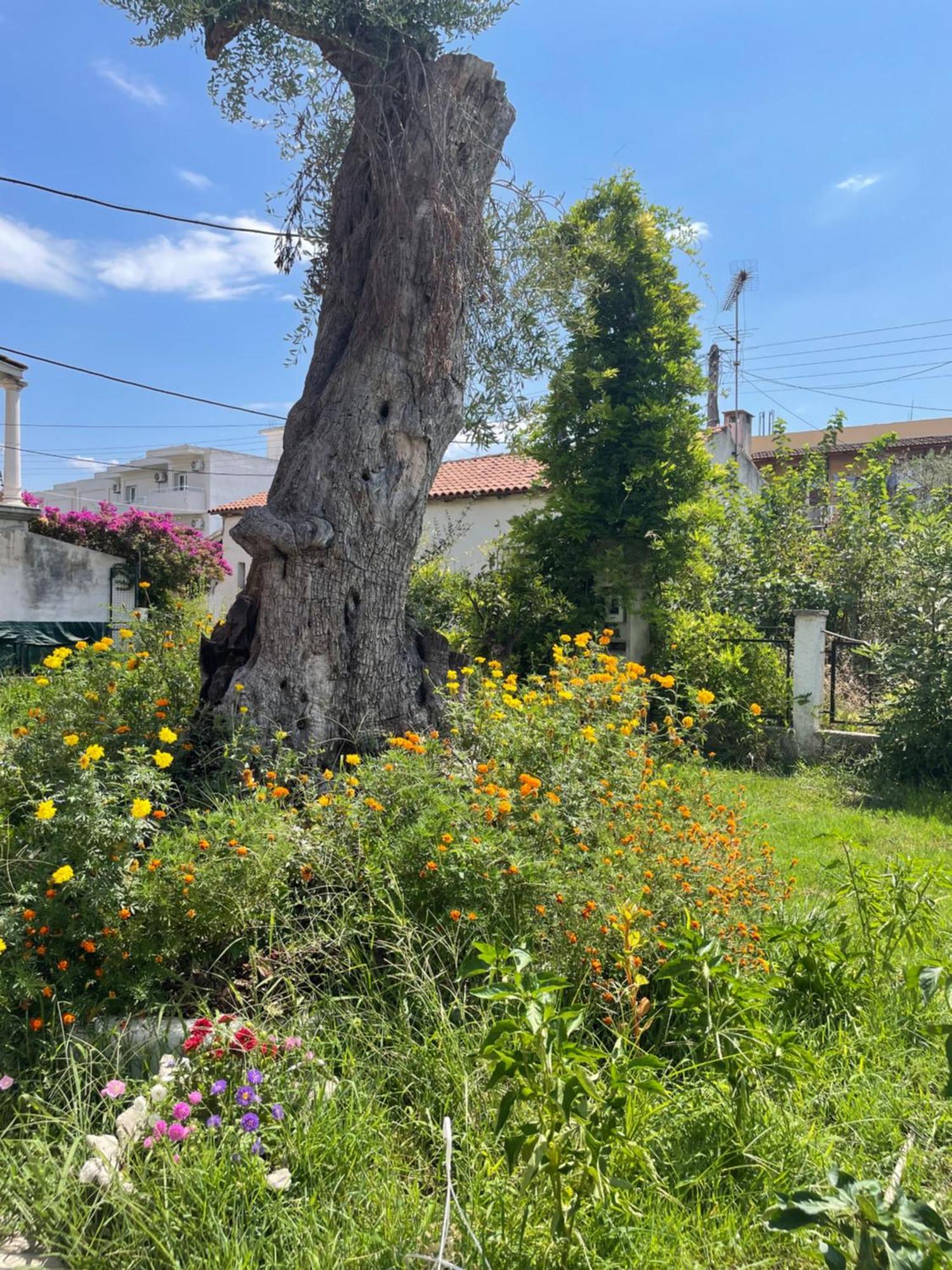 Aurelia Seaside Apartment Kavos Exterior photo